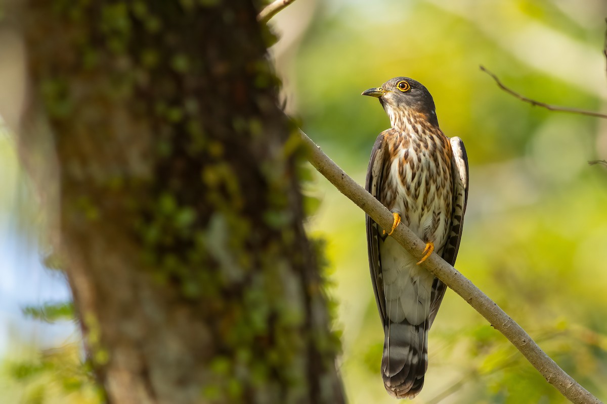 Hodgson's Hawk-Cuckoo - ML636535543