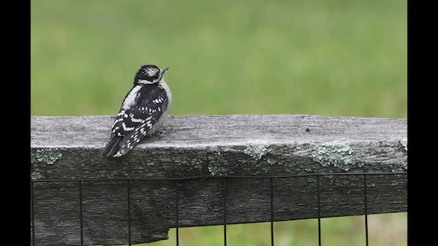 Downy Woodpecker - ML636535562