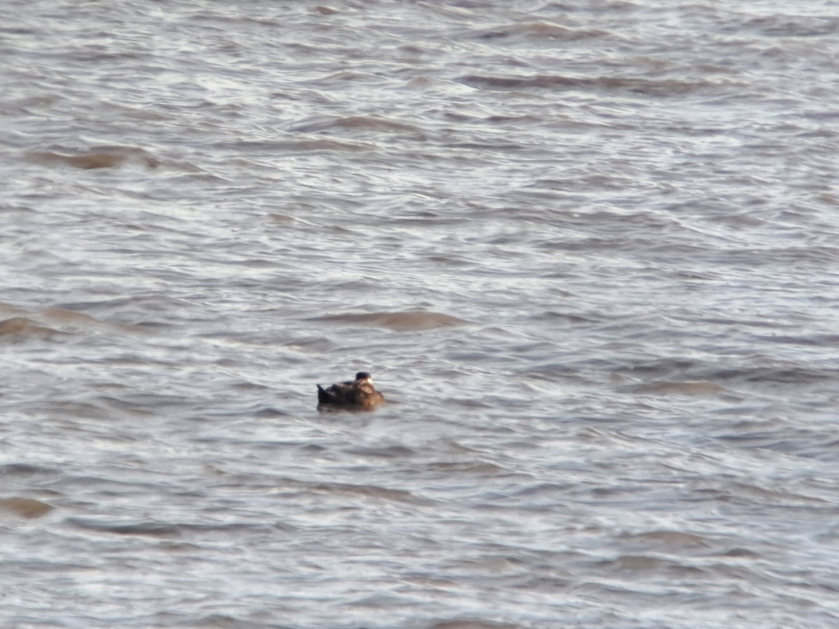 Surf Scoter - ML636535572