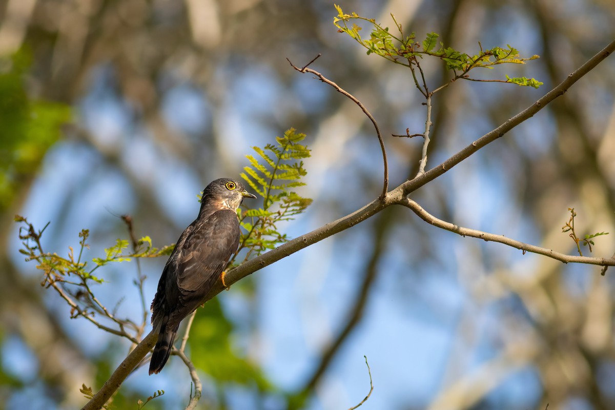 Hodgson's Hawk-Cuckoo - ML636535610