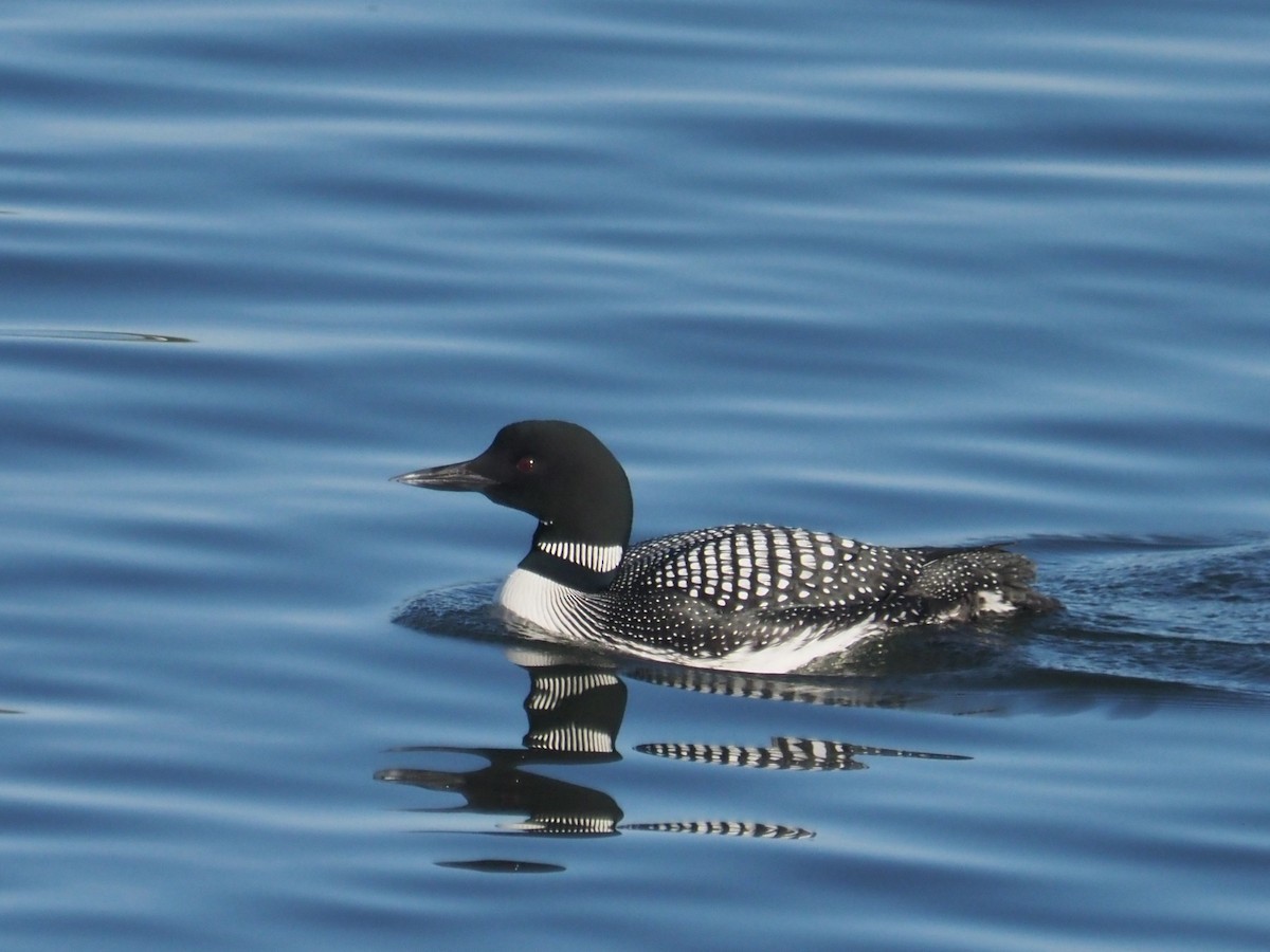 Common Loon - ML636535689