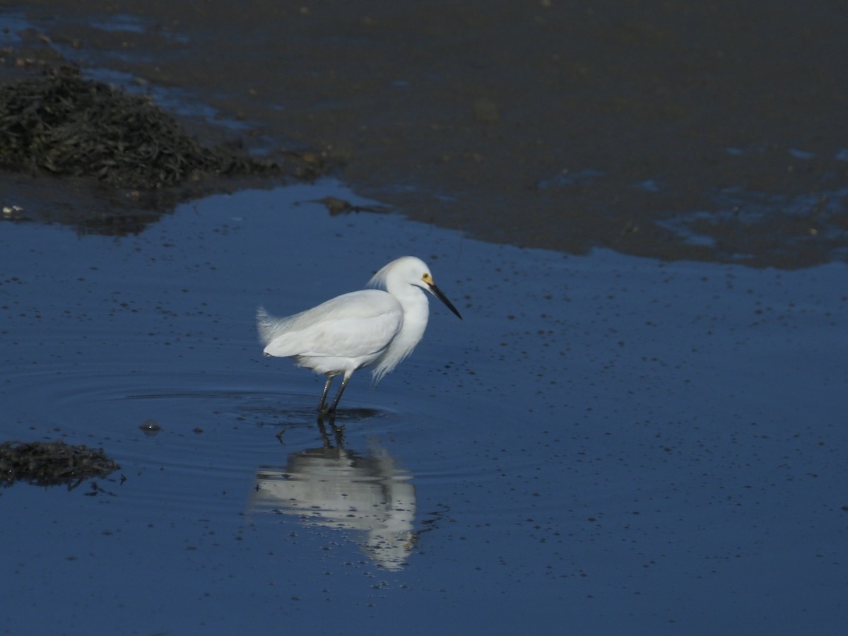 Snowy Egret - ML636535719
