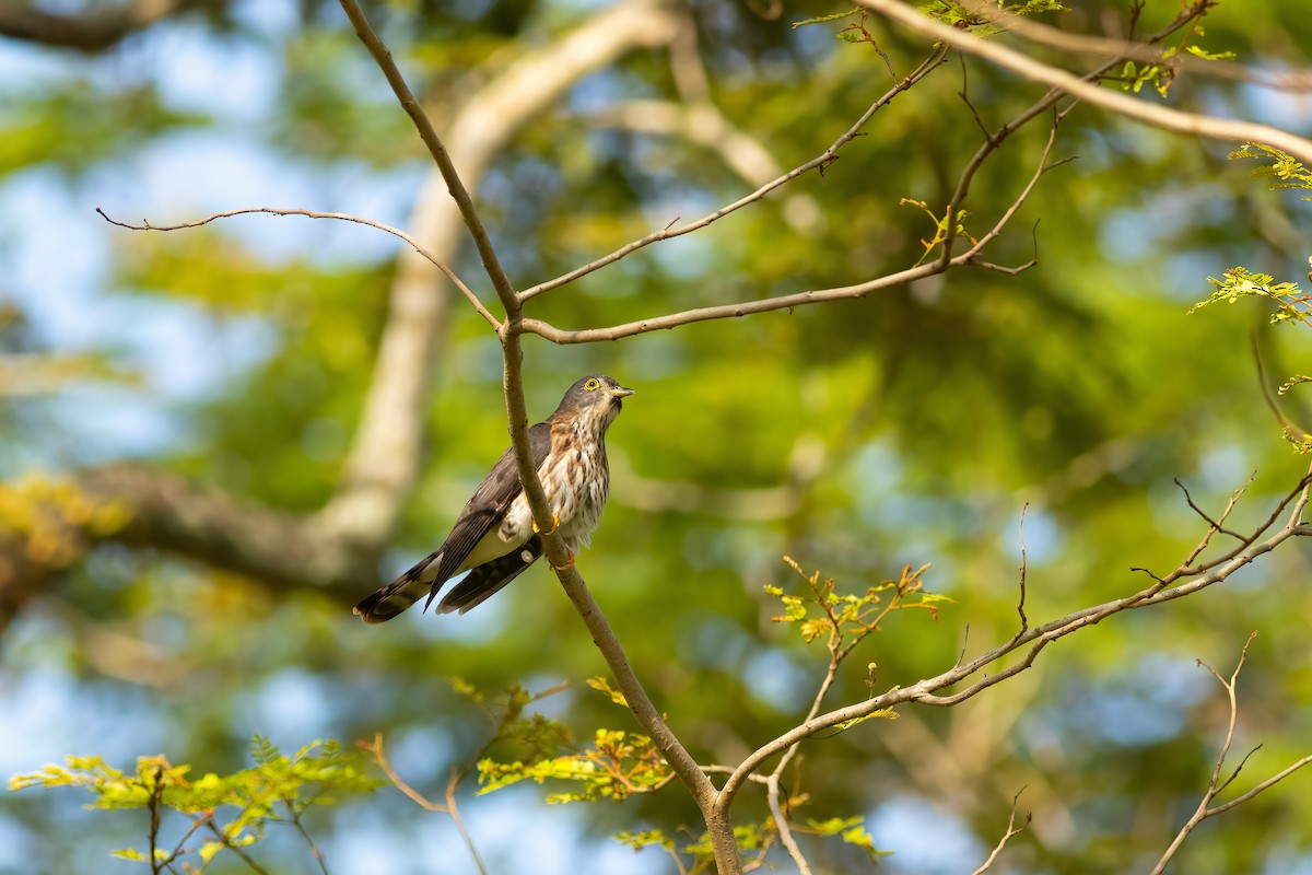 Hodgson's Hawk-Cuckoo - ML636535732