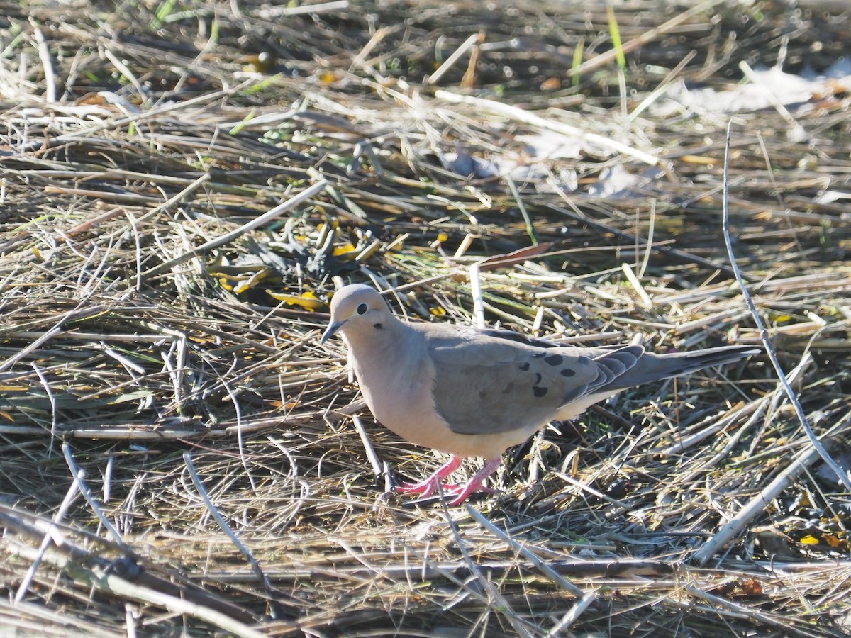 Mourning Dove - ML636535786