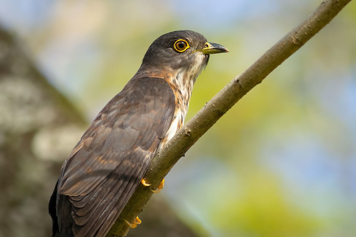 Hodgson's Hawk-Cuckoo - ML636535853