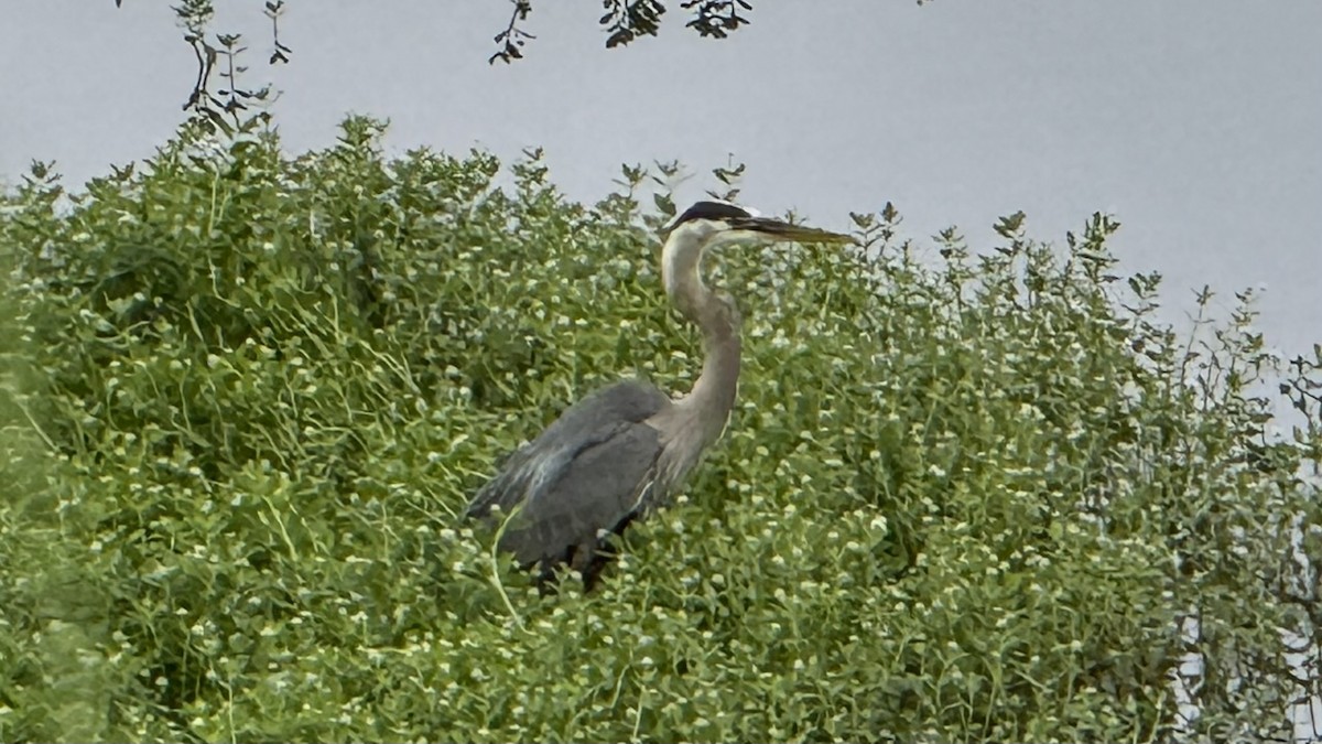 Great Blue Heron - ML636535869