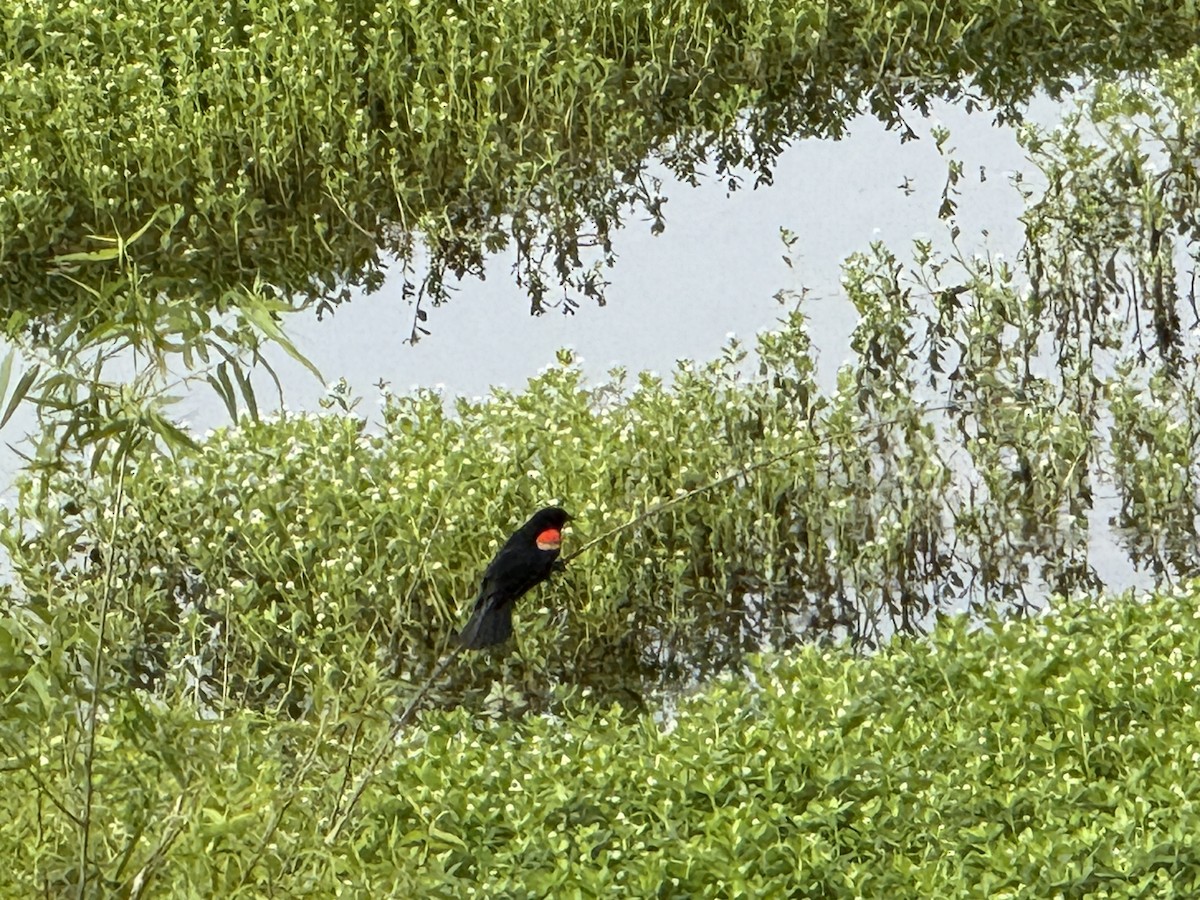 Red-winged Blackbird - ML636535899