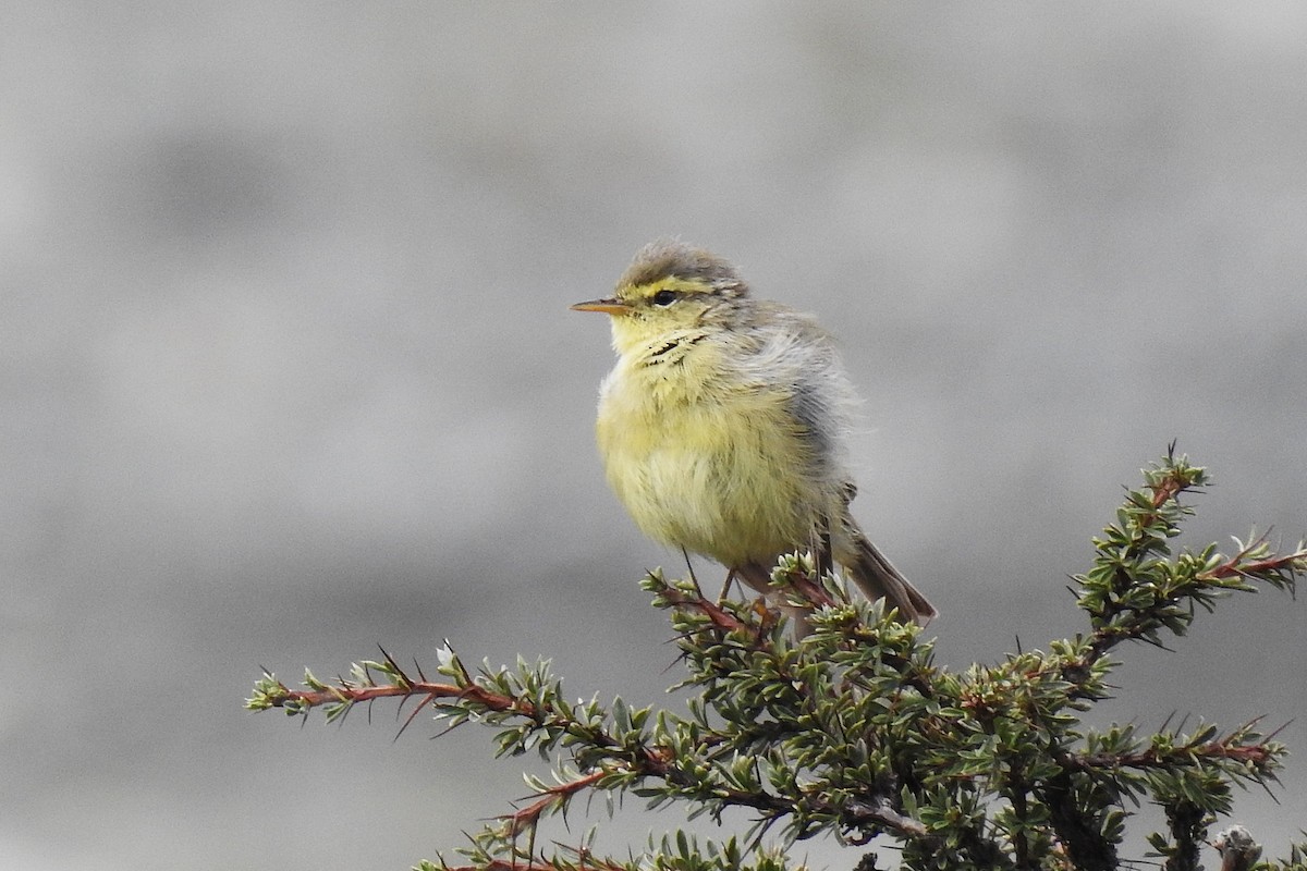 Tickell's Leaf Warbler (Tickell's) - ML636535907