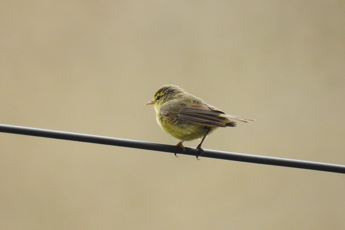 Tickell's Leaf Warbler (Tickell's) - ML636535908