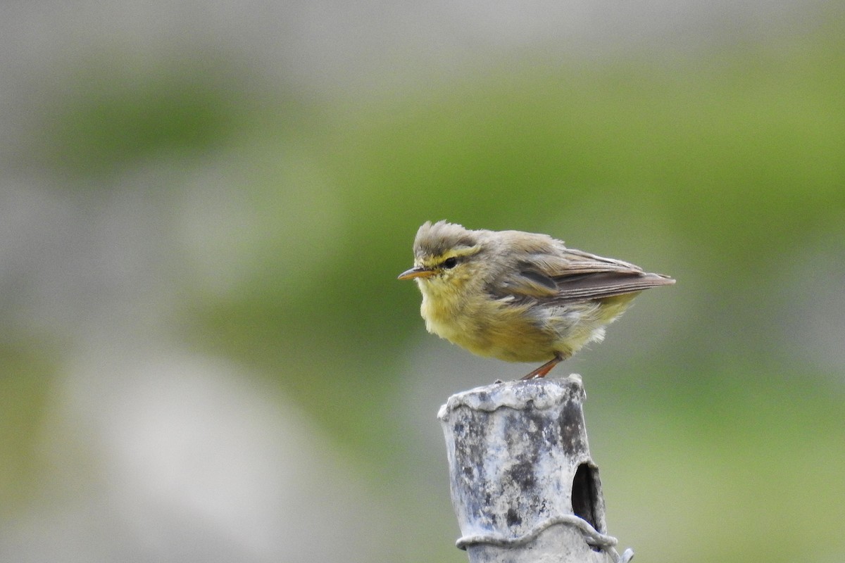 Tickell's Leaf Warbler (Tickell's) - ML636535909