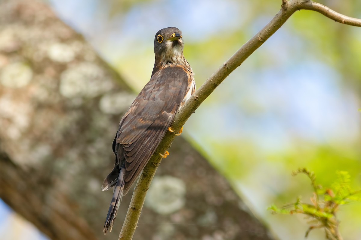 Hodgson's Hawk-Cuckoo - ML636535910