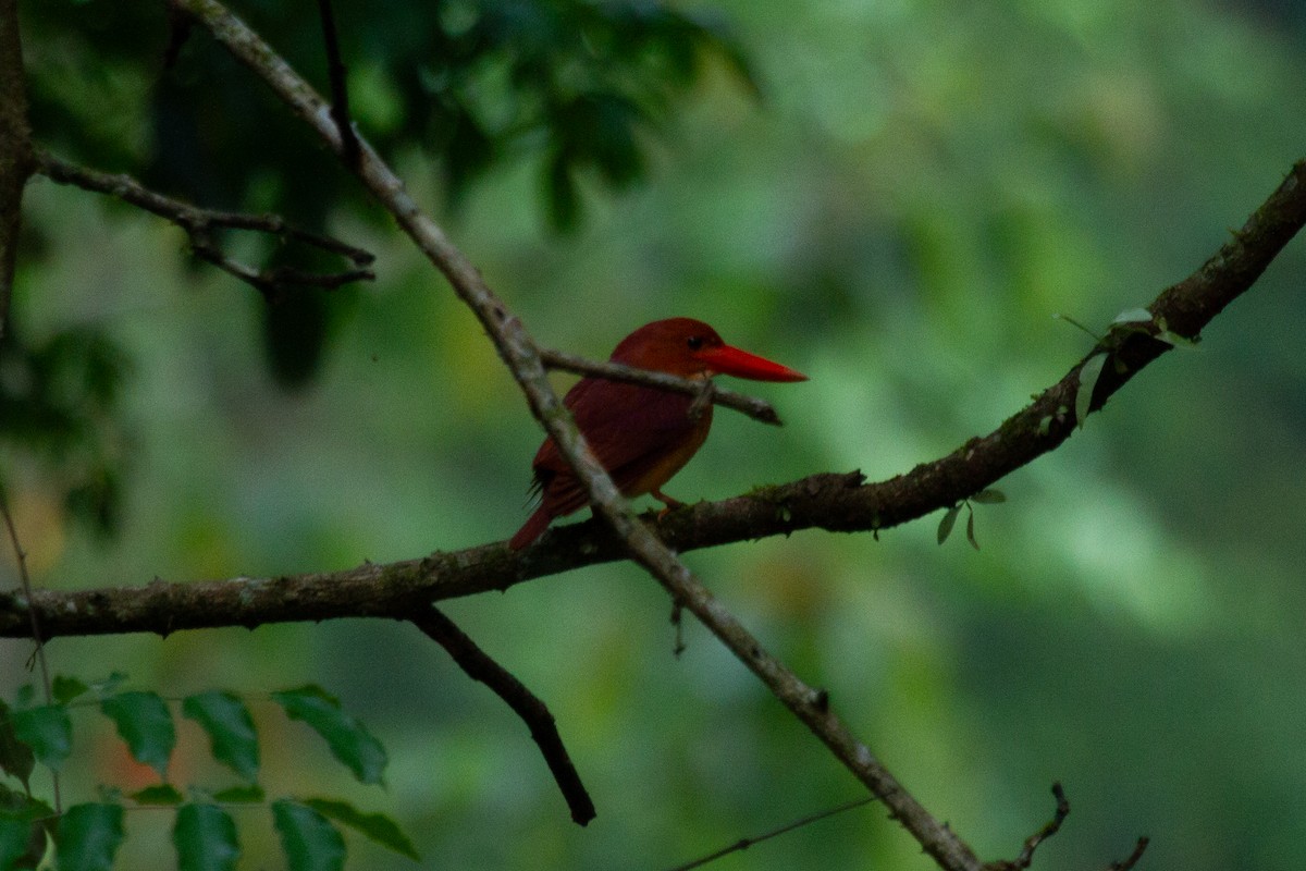 Ruddy Kingfisher - ML636535920