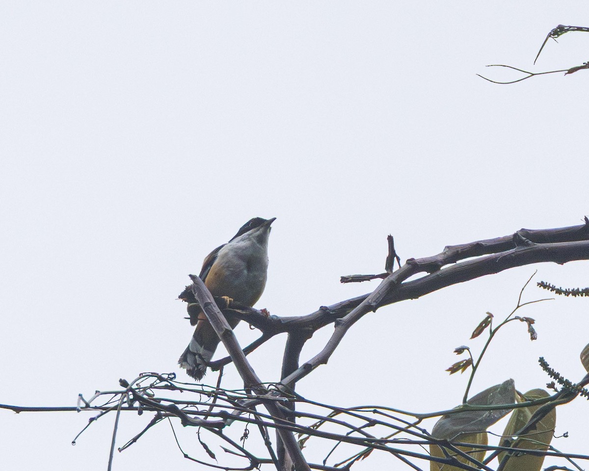 Sibia Dorsirrufa - ML636535924