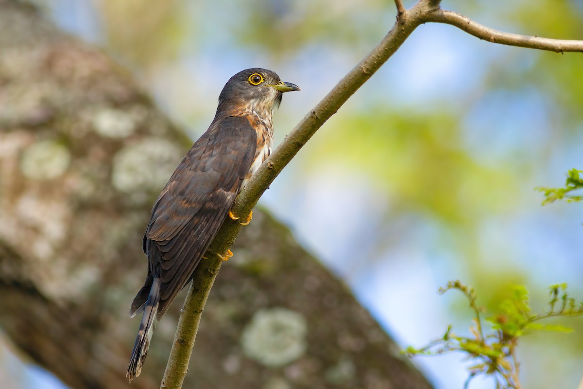 Hodgson's Hawk-Cuckoo - ML636536000