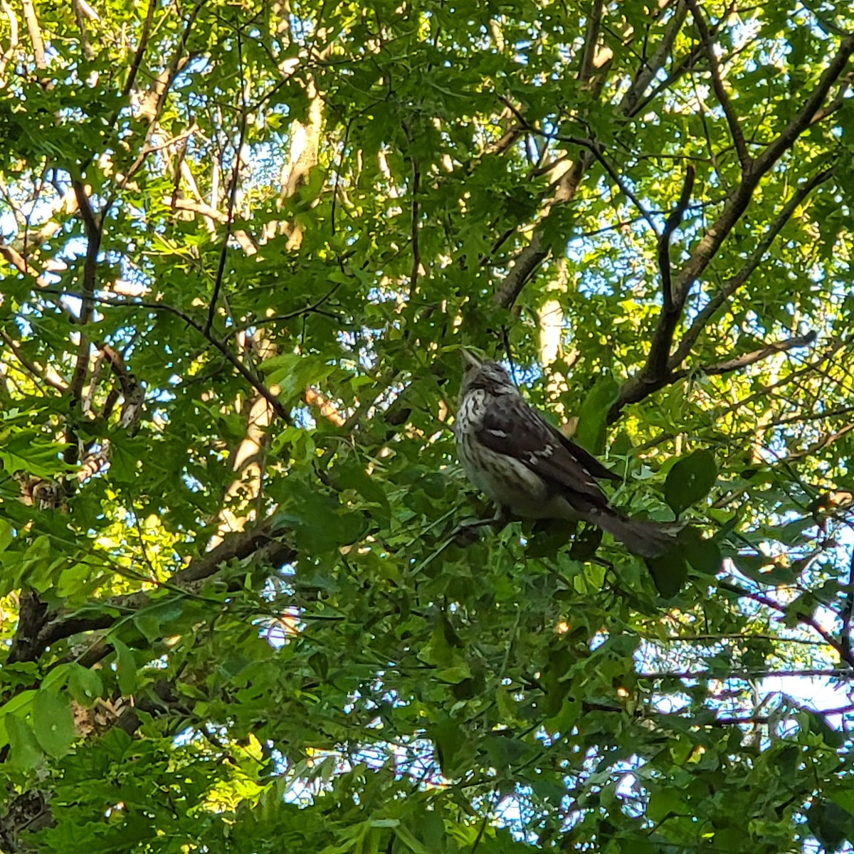 Rose-breasted Grosbeak - ML636536021