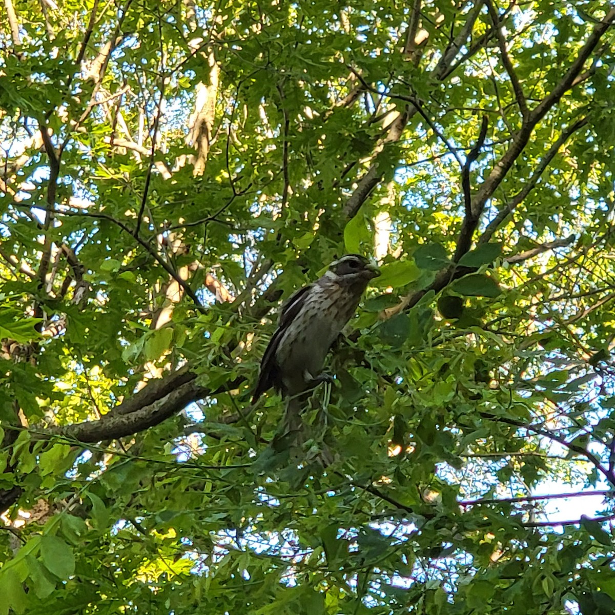 Rose-breasted Grosbeak - ML636536070