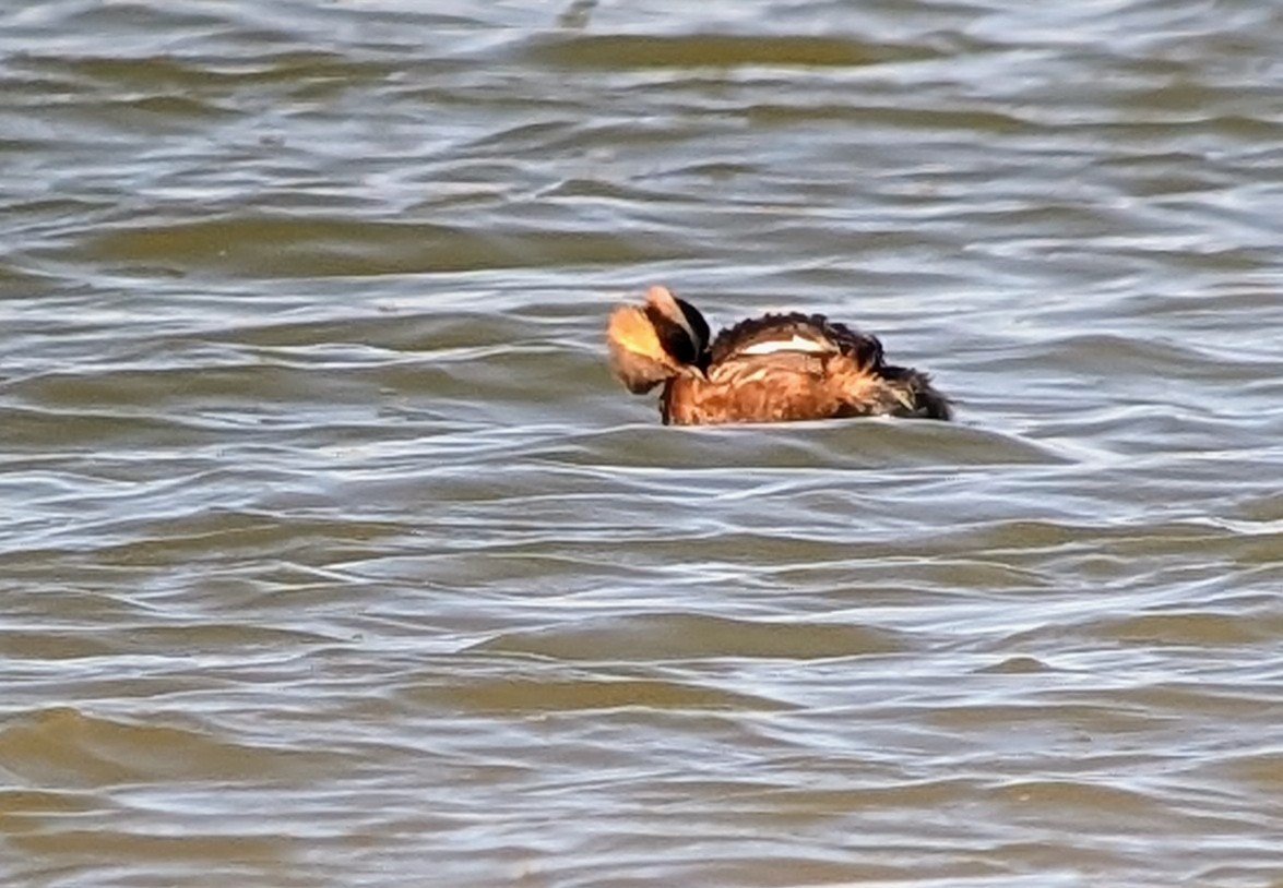 Horned Grebe - ML636536113