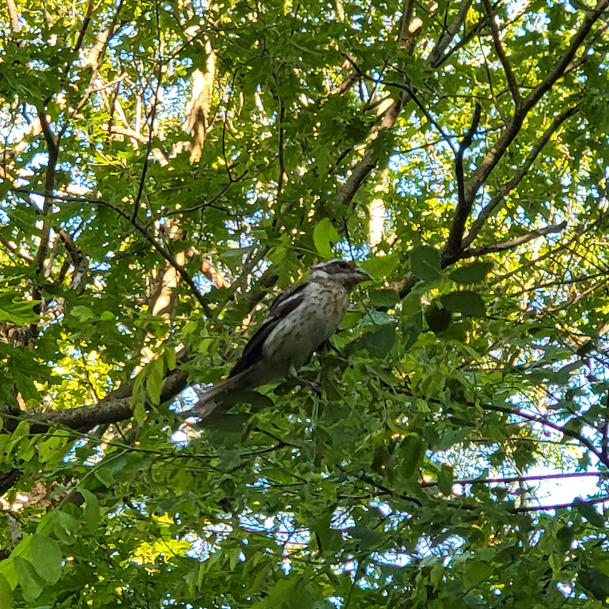 Rose-breasted Grosbeak - ML636536114