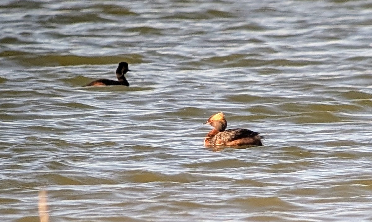 Horned Grebe - ML636536131