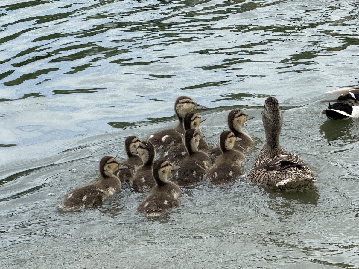 Mallard - ML636536136