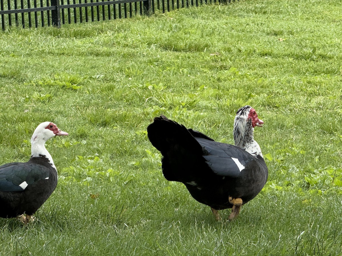 Muscovy Duck (Domestic type) - ML636536161