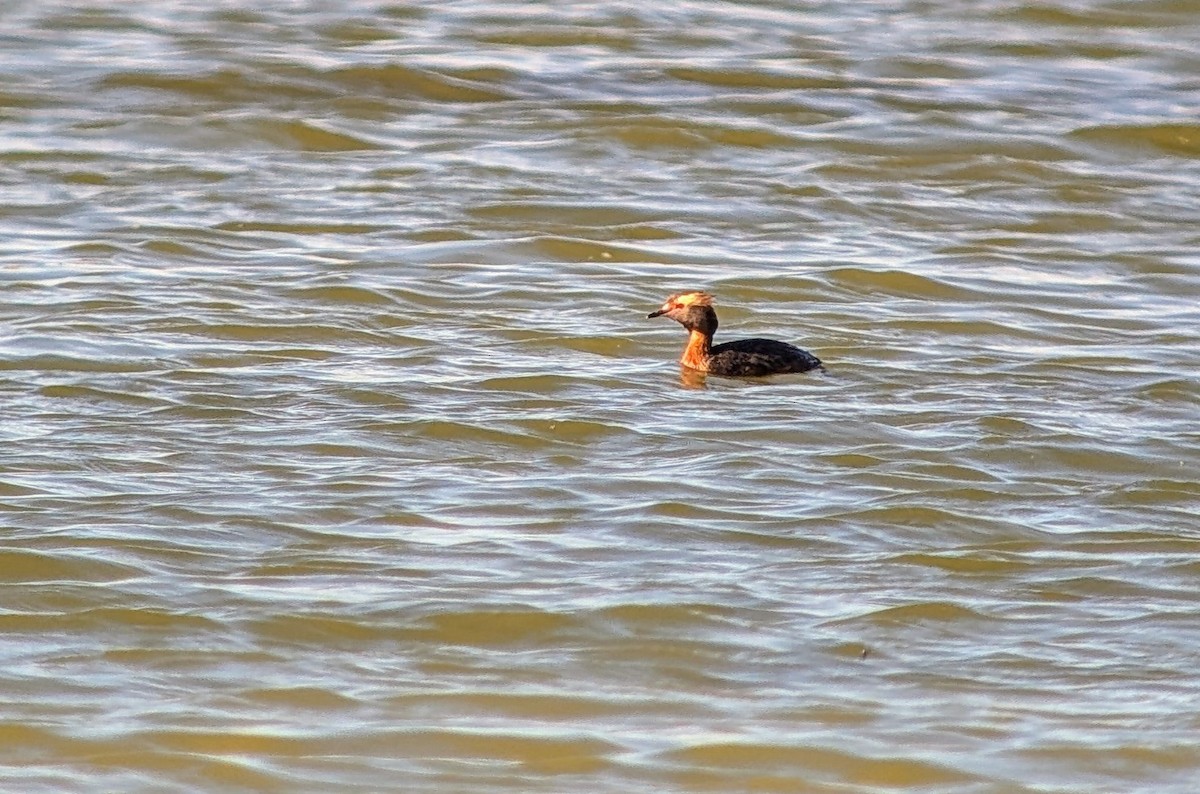 Horned Grebe - ML636536220