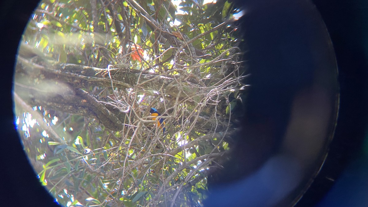 libohlásek černočelý - ML636536249