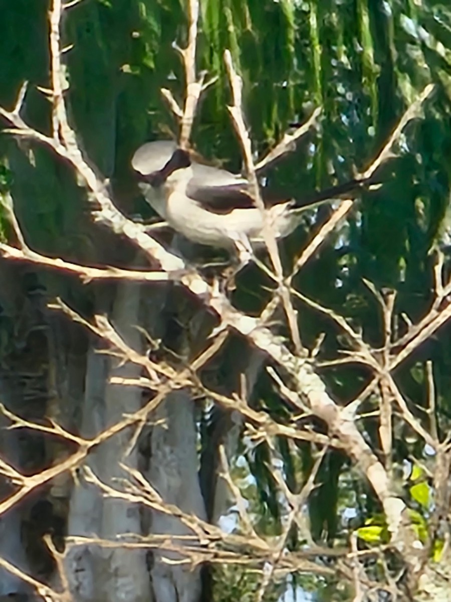 Loggerhead Shrike - ML636536601