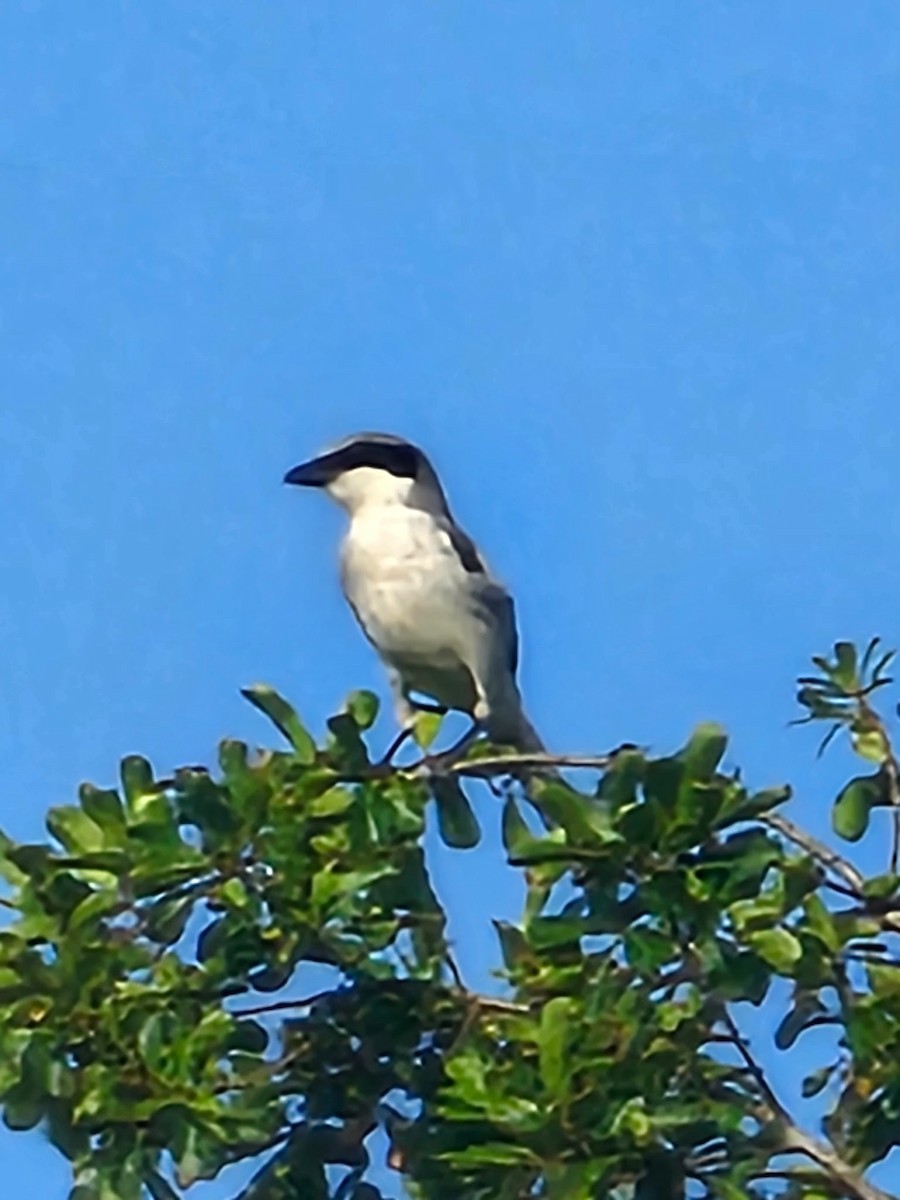 Loggerhead Shrike - ML636536604