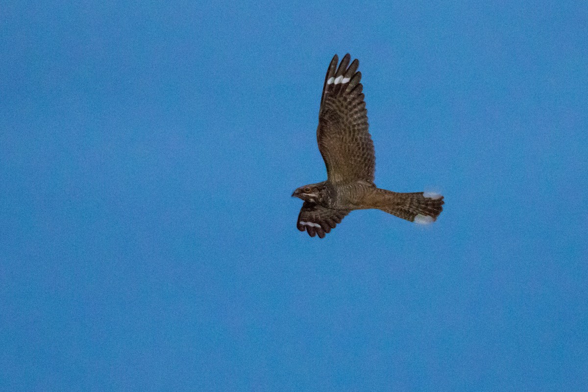 Eurasian Nightjar - ML636536636