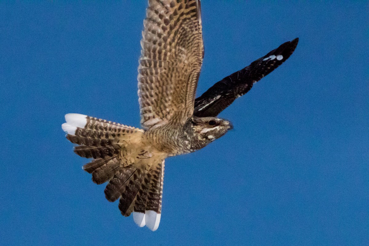 Eurasian Nightjar - ML636536637