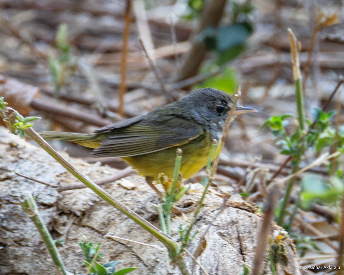 eBird Checklist - 19 Apr 2025 - Rancho Primavera - 43 species