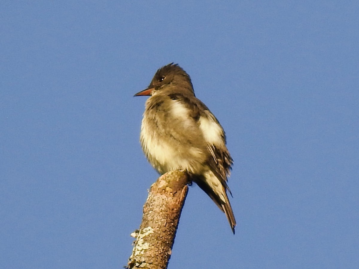 Olive-sided Flycatcher - ML636536699