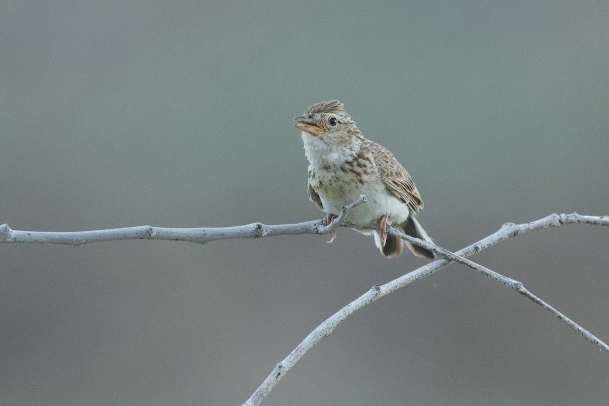 Monotonous Lark - ML636536725