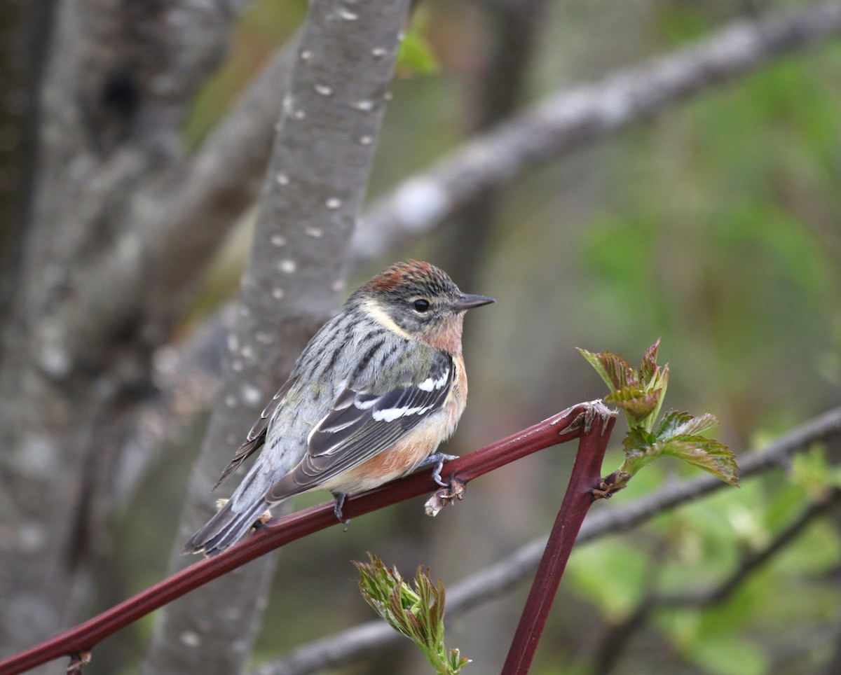 クリイロアメリカムシクイ - ML636536742
