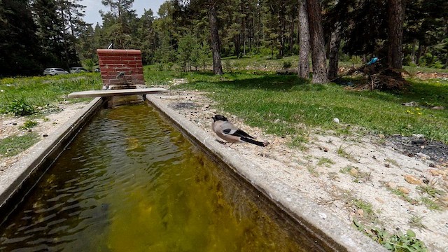 Эгэл зана - ML636536845