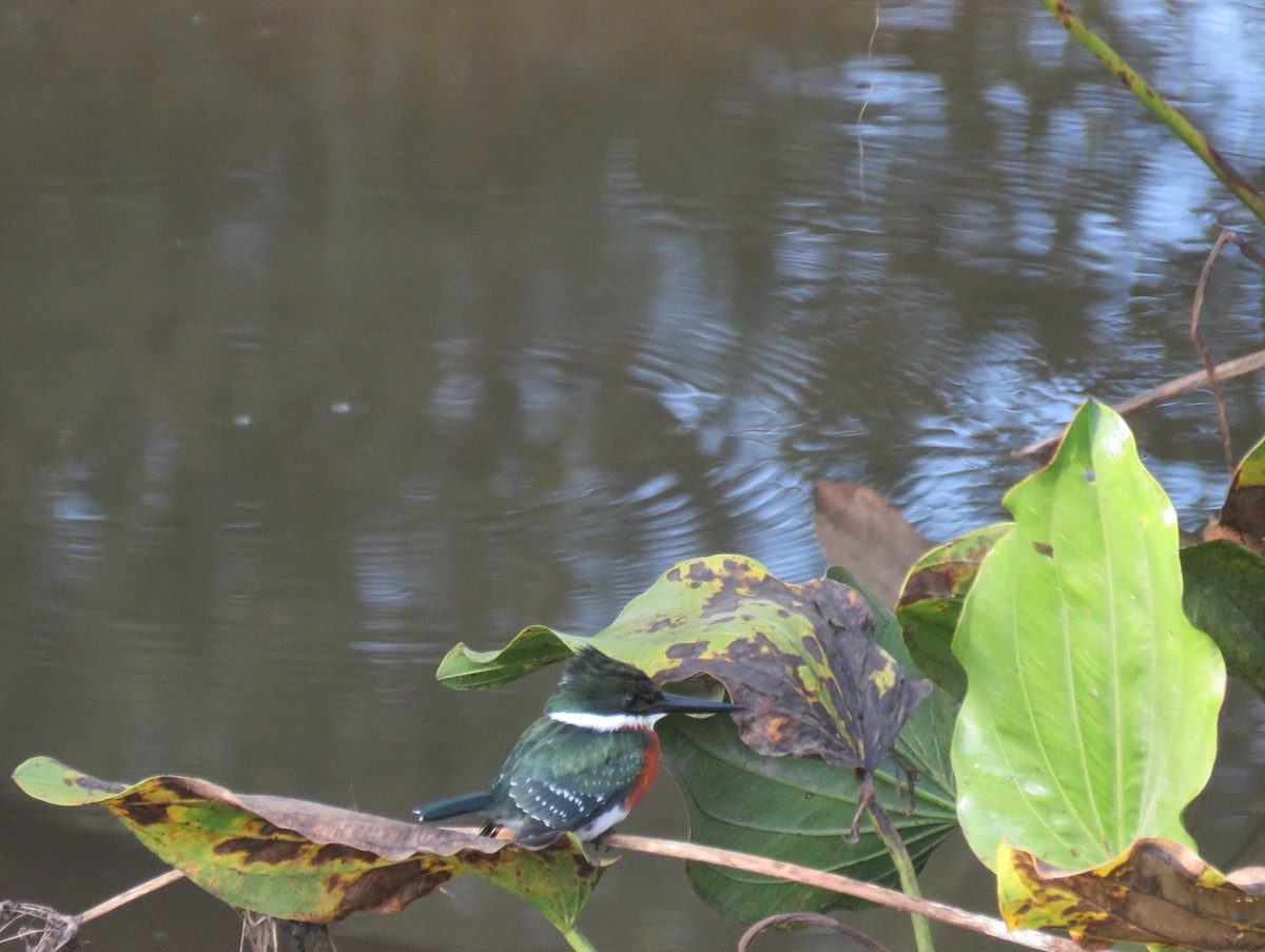 Зелёный зимородок - ML636536973