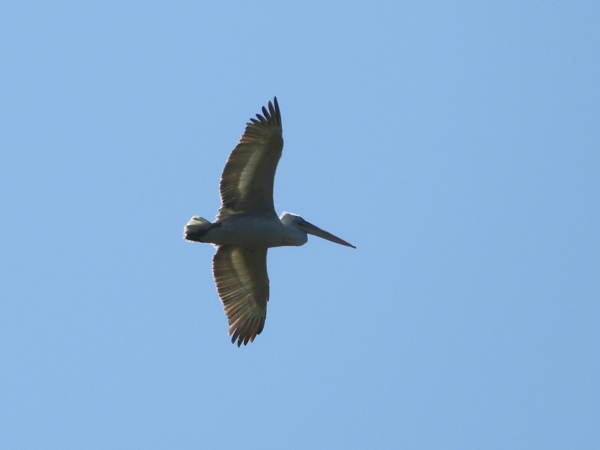 Dalmatian Pelican - ML636537005