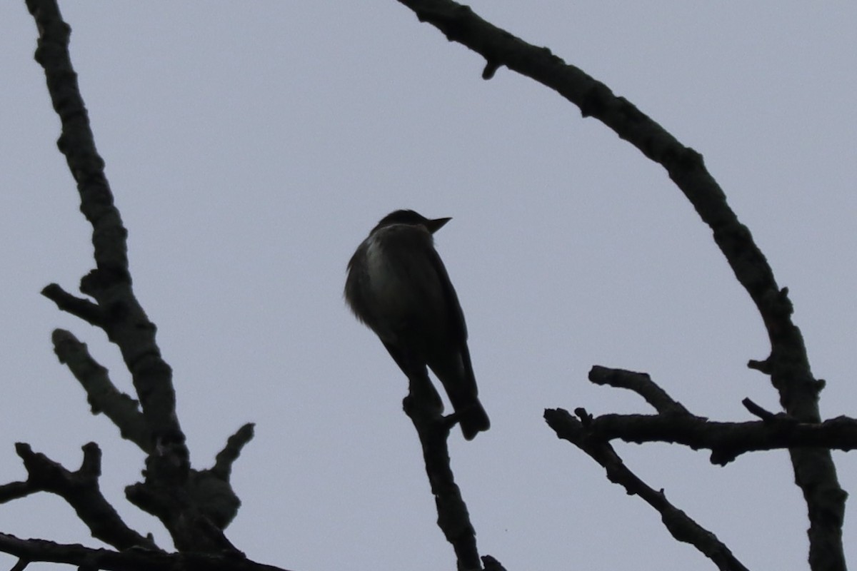Boreal Sinekkapan - ML636537016