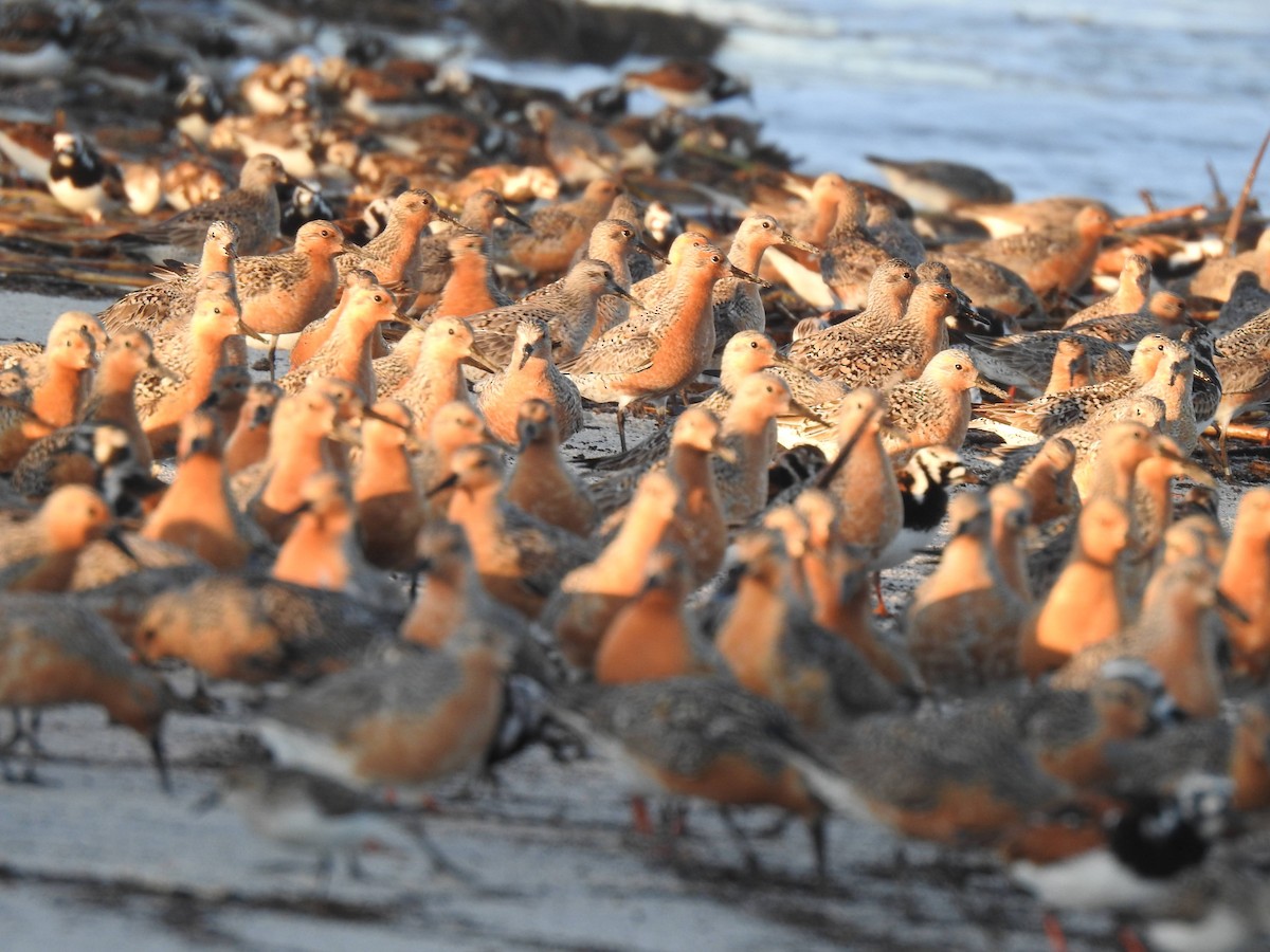 Red Knot - ML636537020