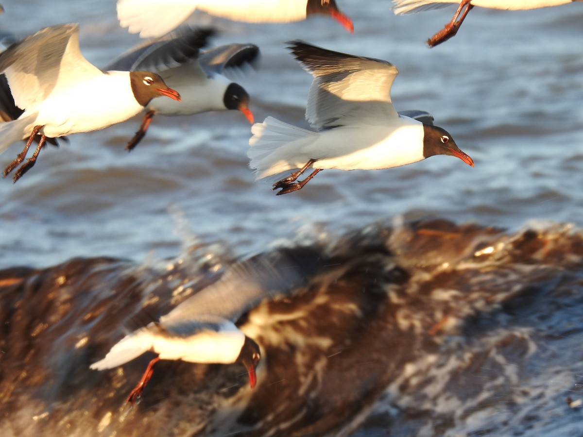 Laughing Gull - ML636537028