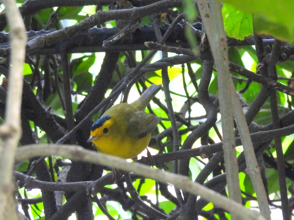 Wilson's Warbler - ML636537032