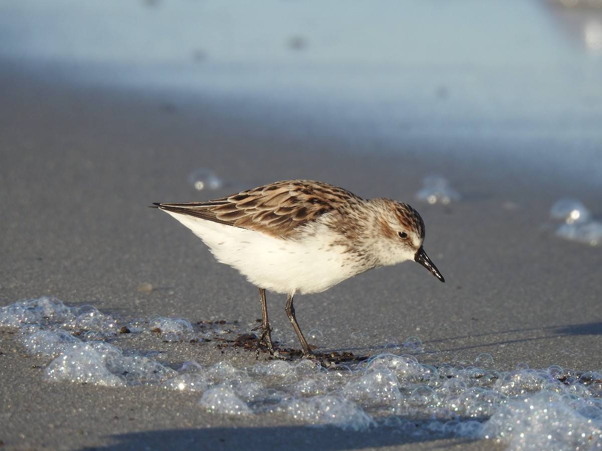 Semipalmated Sandpiper - ML636537038
