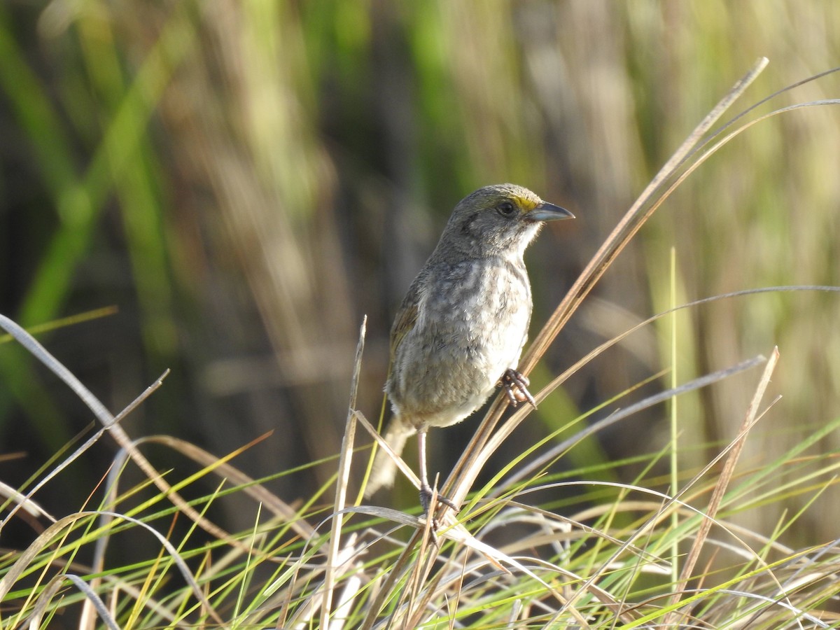 Seaside Sparrow - ML636537055