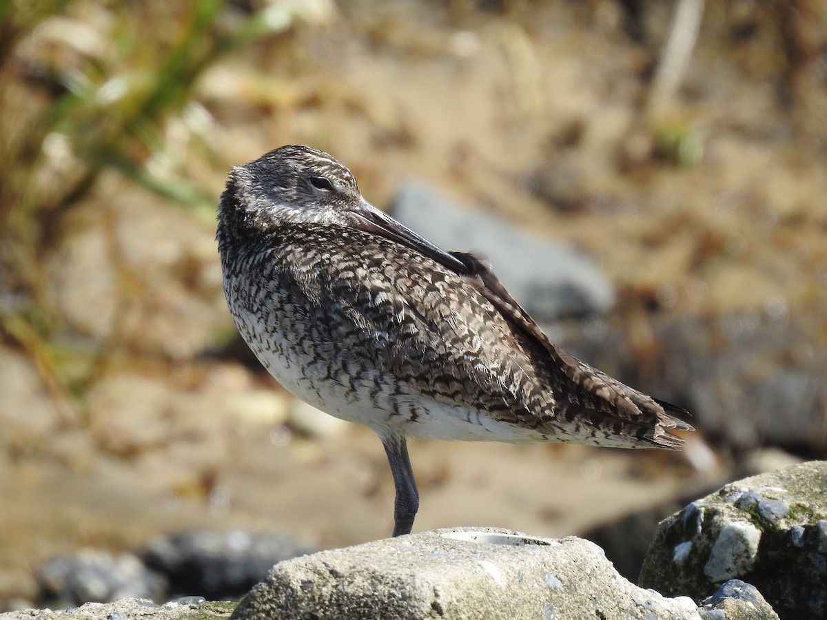 Willet - ML636537072