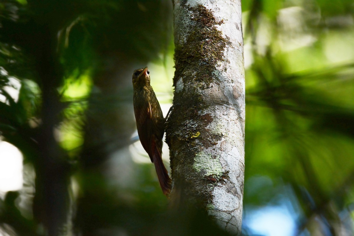 Ceara Woodcreeper - ML63653711