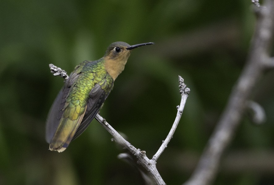Rufous Sabrewing - ML636537155