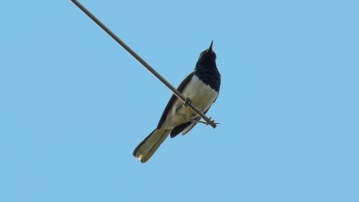 Oriental Magpie-Robin - ML636537211