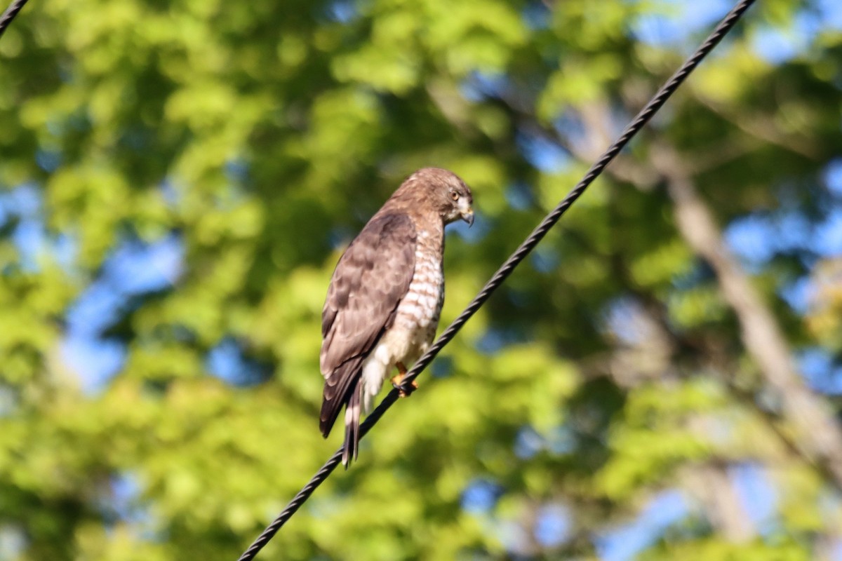 Broad-winged Hawk - ML636537234