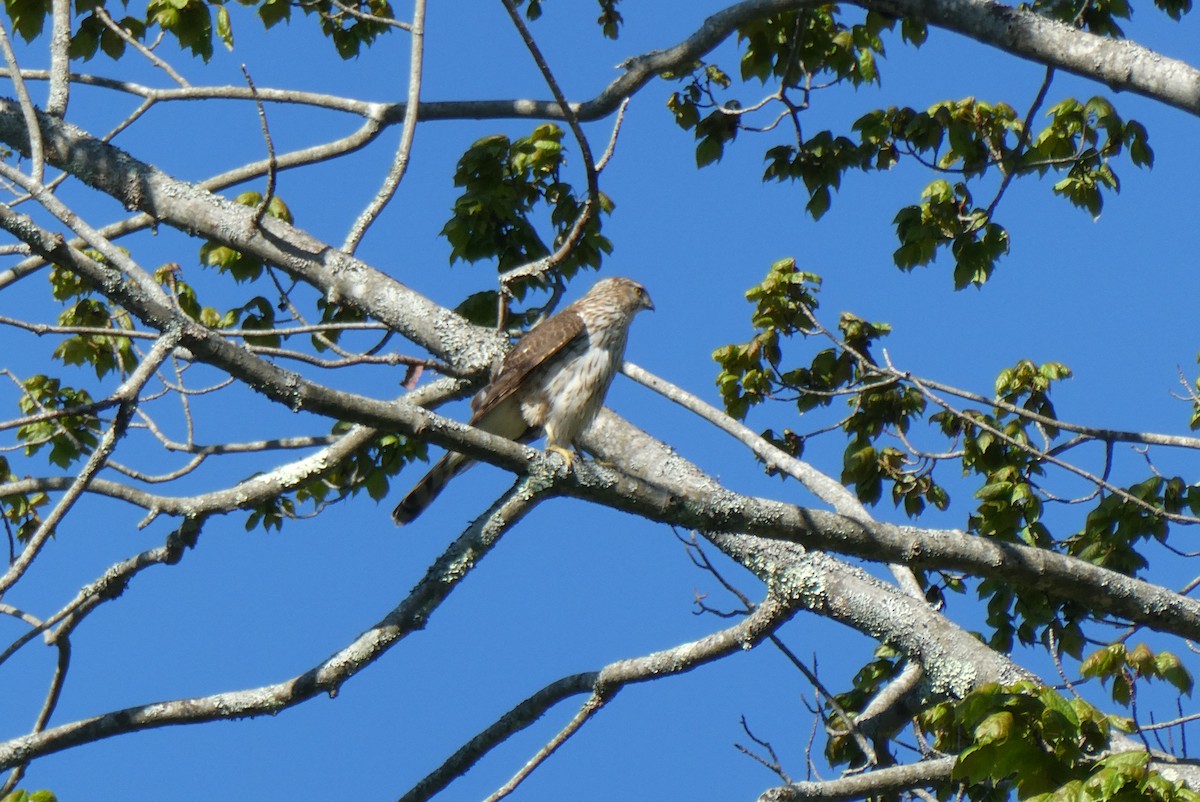 Cooper's Hawk - ML636537235